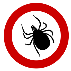 Borelióza (lymská borelióza)