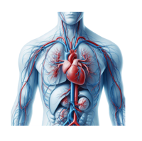 Produkty podľa orgánov